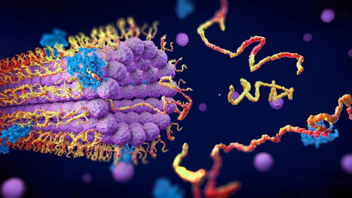 Enzimele Ciclooxigenazei